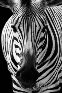 Zebra kafa