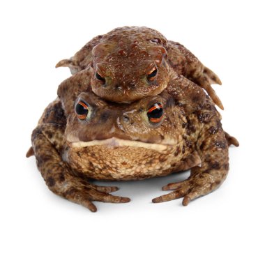 Beyaz arkaplanda kurbağa