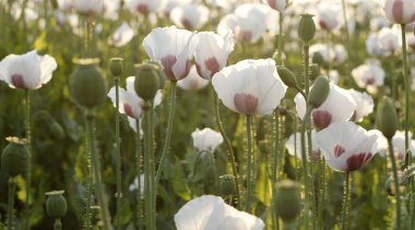 Beyaz haşhaş alan.