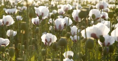 Beyaz haşhaş alan.