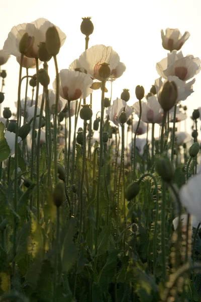 夏の白いポピー畑 — ストック写真