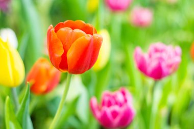 Bahçede güzel kırmızı Tulips.