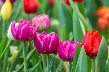 Bahçedeki güzel laleler.