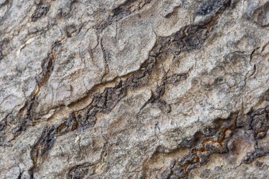 Ağacın pürüzlülük.