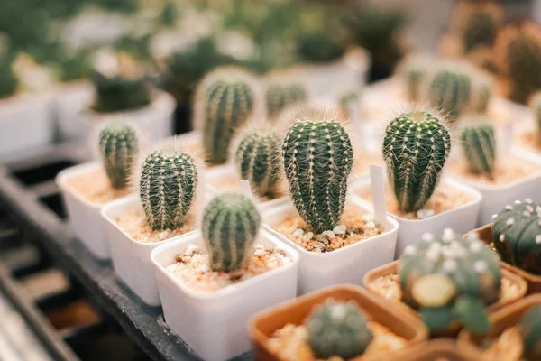 Yumuşak odaklanarak bahçede küçük kaktüs. Vintage renk tonu.