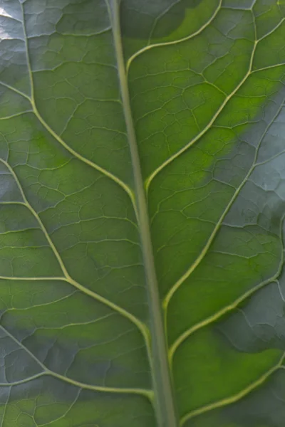 Close-up details van de bladeren, macro. — Stockfoto