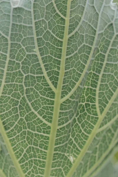 Close-up details van de bladeren, macro. — Stockfoto