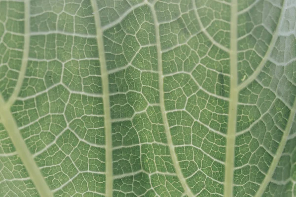 Close-up Detalhes das folhas, macro . — Fotografia de Stock
