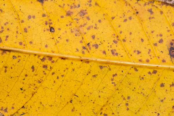 Close-up details van bladeren geel, macro. — Stockfoto