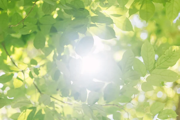 녹색 잎을 통해 빛. — 스톡 사진