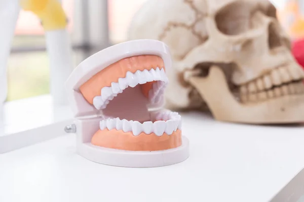 Kafatası arka planlı laboratuvarda diş modeli. — Stok fotoğraf