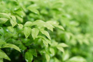 Islönme yeşil yaprakları doğa arka plan.