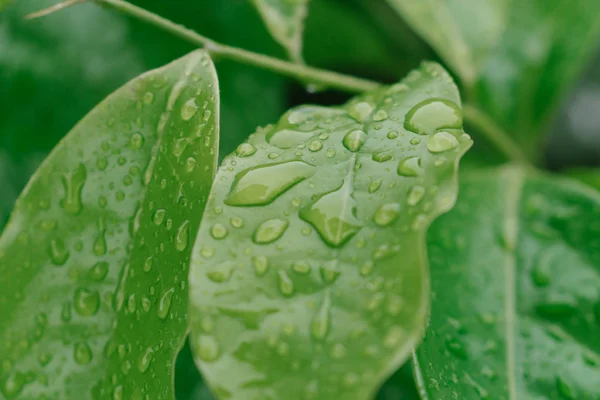 Water droplets on green leaves. — Stock Photo, Image