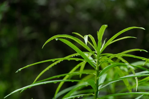 젖은 녹색 잎 자연 배경. — 스톡 사진