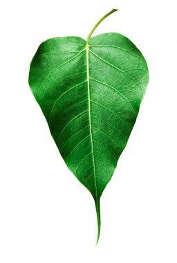 Bodhi yeşil yaprakları beyaz backgound izole.
