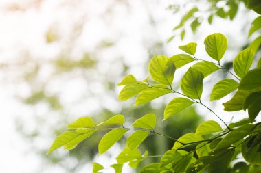 Yeşil doğa arka plan bırakır. kopyalama alanı