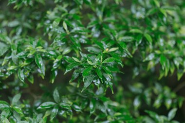 Islönme yeşil yaprakları doğa arka plan.