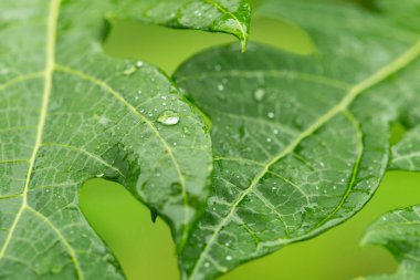 Islönme yeşil yaprakları doğa arka plan.