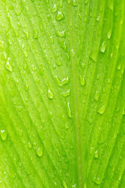 Islönme yeşil yaprakları doğa arka plan.