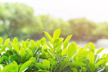 Bulanık arkaplanda yeşil yaprak.