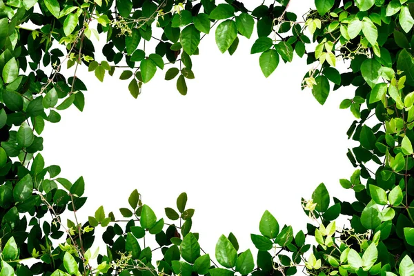 녹색 나뭇잎 프레임 흰색 절연. — 스톡 사진