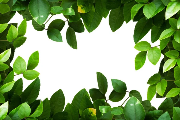 yeşil yaprak çerçeve üzerinde beyaz izole.