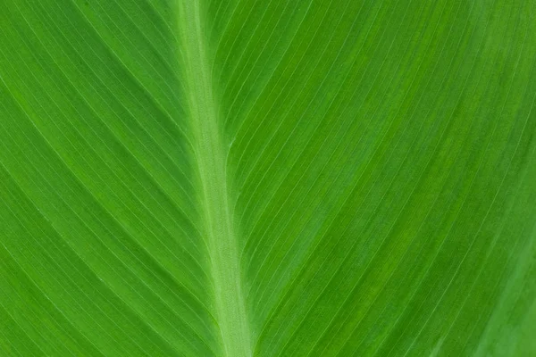 Gedetailleerde close-up van groene bladeren natuur achtergrond. — Stockfoto