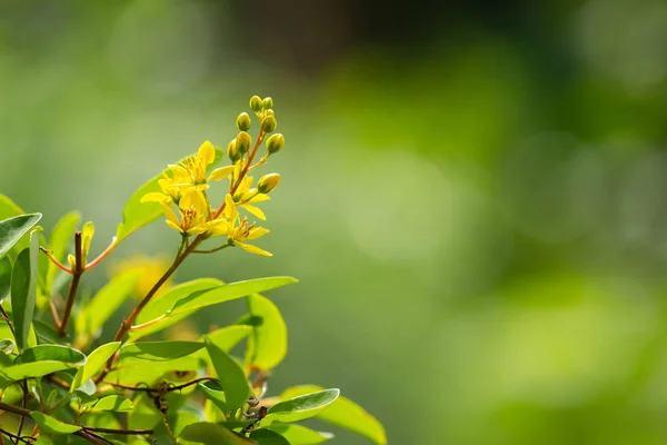 부드러운 초점 정원에 노란색 잔디 꽃. — 스톡 사진
