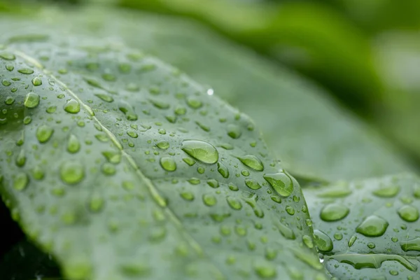 Wet green leaves nature background. — Stock Photo, Image