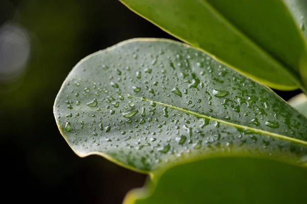 Мокрые зеленые листья . — стоковое фото