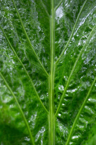 Natte groene bladeren natuur achtergrond. — Stockfoto