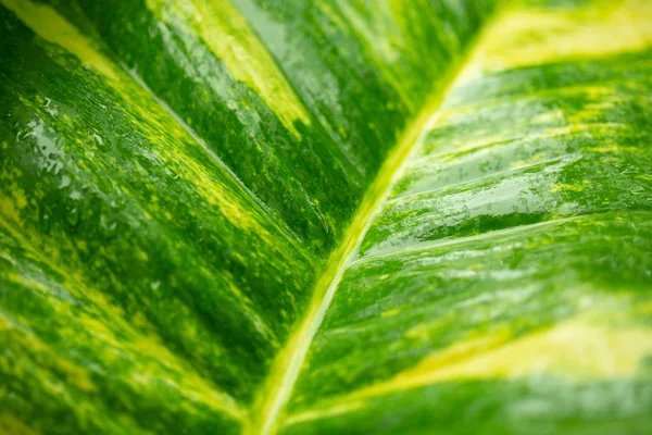 Natte groene bladeren natuur achtergrond. — Stockfoto