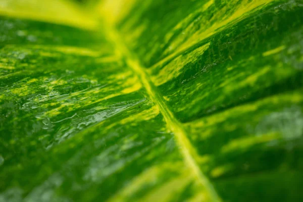 Natte groene bladeren natuur achtergrond. — Stockfoto