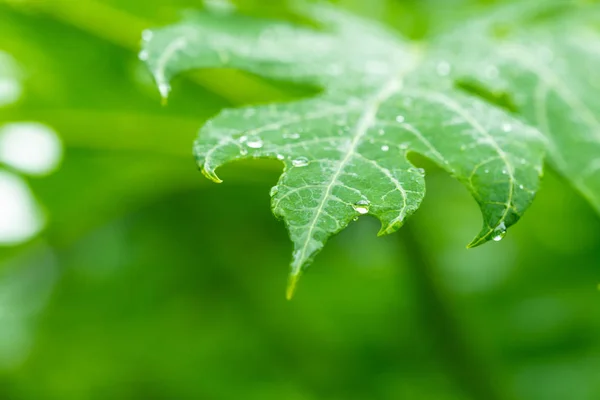 푸른 잎에 떨어지는 물방울. — 스톡 사진