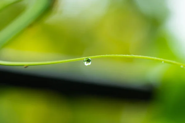 Water droplets on green grass. — Stock Photo, Image