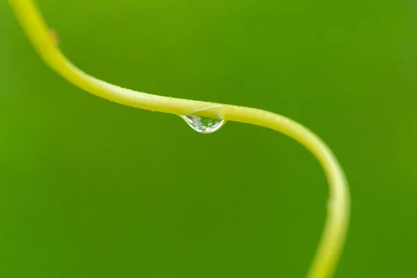 Gocce d'acqua sull'erba verde — Foto Stock