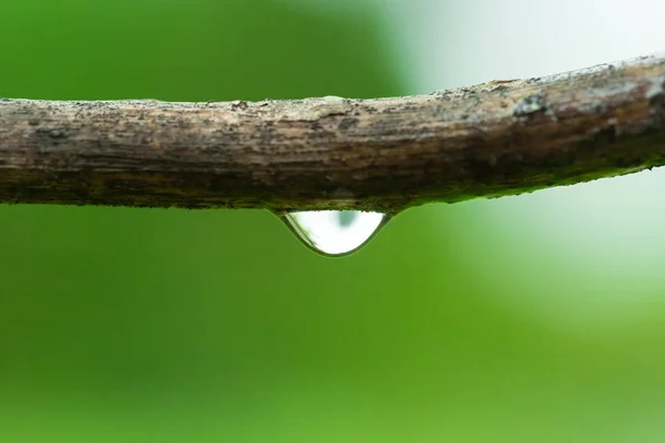 Water droplets on tree branch in the nature. — Stock Photo, Image