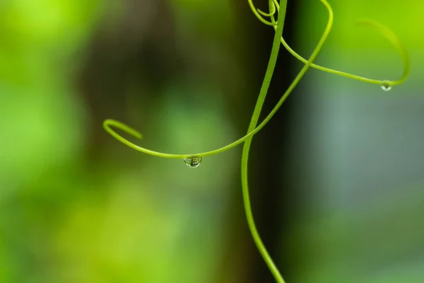 Tetesan air di rumput hijau — Stok Foto