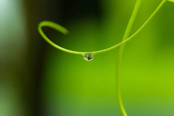 Gocce d'acqua sull'erba verde — Foto Stock