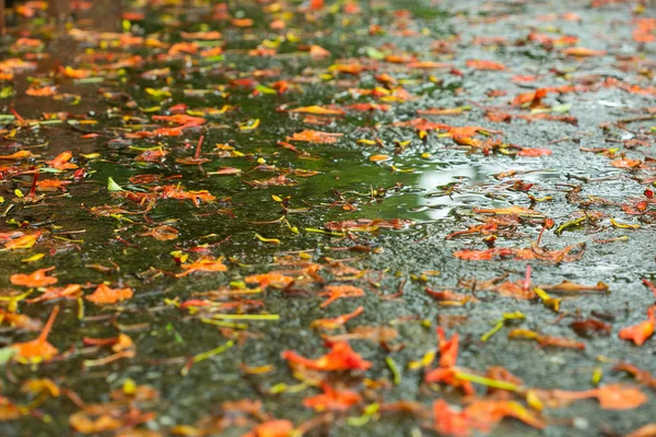 Sabah ıslak zeminde sonbahar yaprağı.