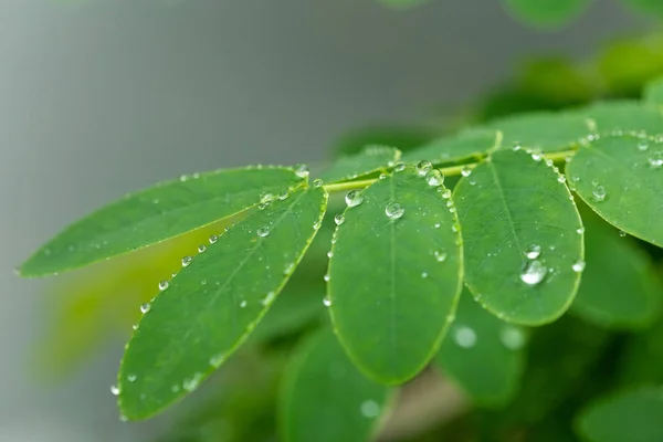 Water droplets on green leaves. — Stock Photo, Image