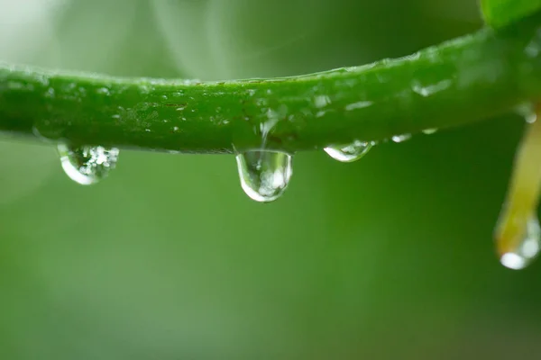 Water droplets on tree branch in the nature. — Stock Photo, Image