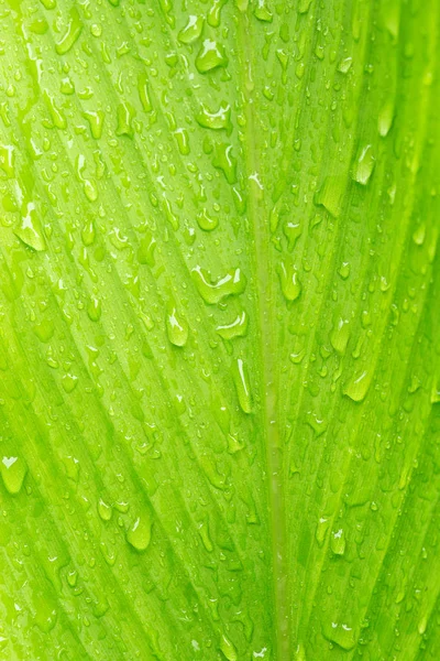 Wet green leaves nature background. — Stock Photo, Image