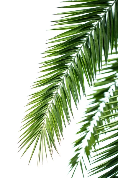 Palm tree leaves white background. — Stock Photo, Image
