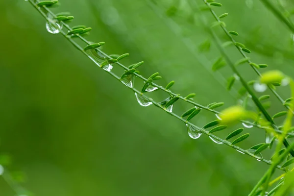 Water droplets on green grass — Stock Photo, Image