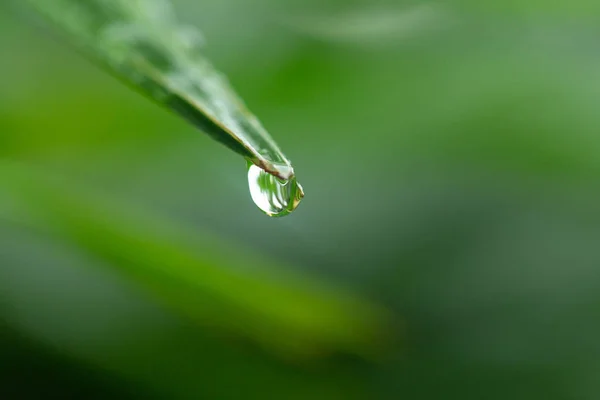 Water droplets on green grass — Stock Photo, Image