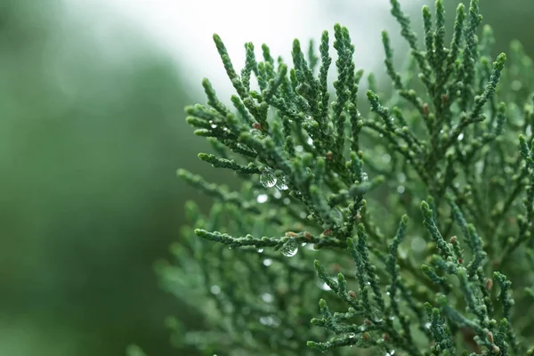 Close up green leaf on blurred background in garden. — Stock Photo, Image