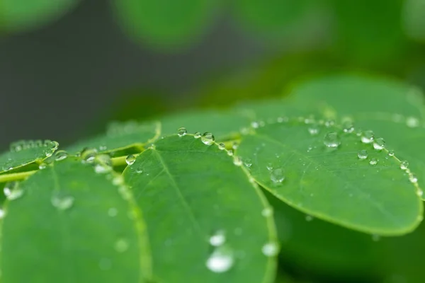 Water droplets on green leaves. — Stock Photo, Image