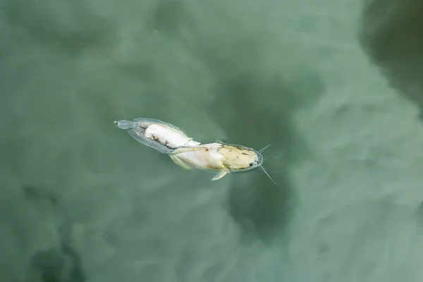 Dead fish in polluted water.