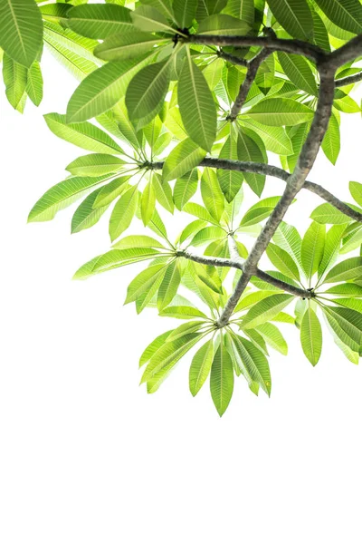 흰색 배경에 녹색 잎이있는 나무 가지. — 스톡 사진